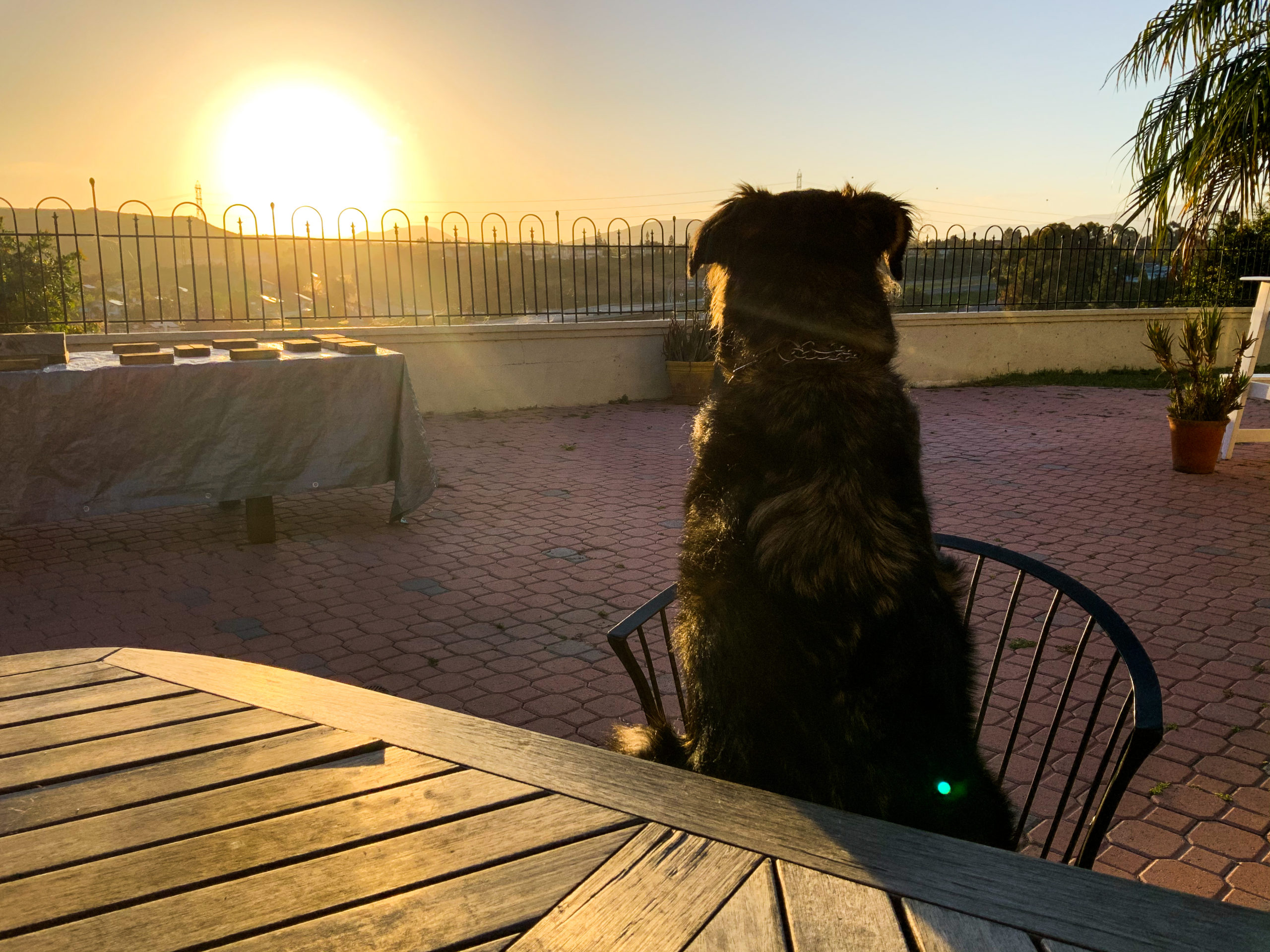 Auggie at Sunrise